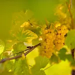 Weinquartier 6 Eventraum Fahrradraum Kaffee Kueche Parken * Naumburg