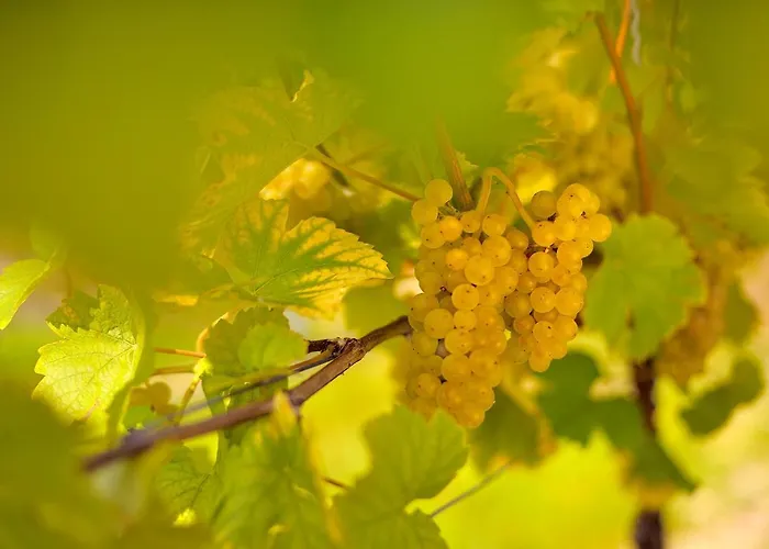 Weinquartier 6 Eventraum Fahrradraum Kaffee Kueche Parken * נאומבורג