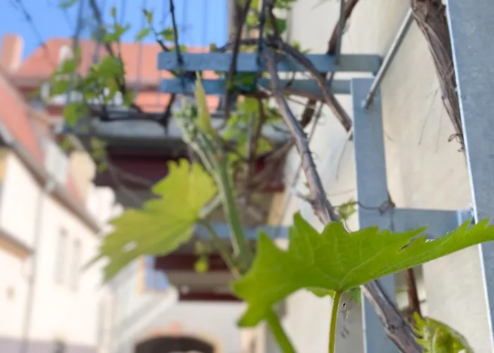 Weinquartier 6 Eventraum Fahrradraum Kaffee Kueche Parken נאומבורג